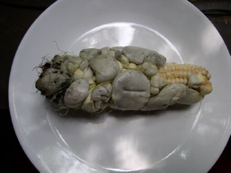 Спори грибка кукурудзяної сажки