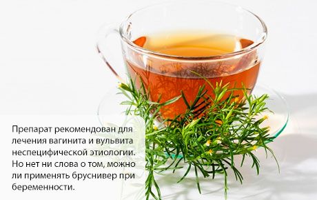 Бруснівер під час вагітності