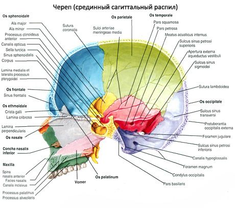 череп