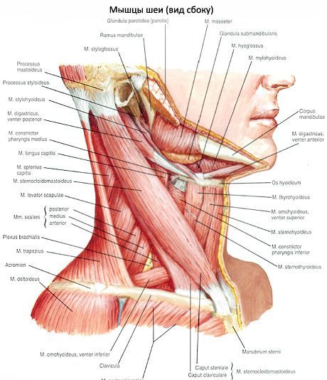 Грудино-ключично-соскоподібного м'яза (m. Sternocleidomastoideus)