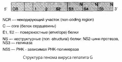 Вірус гепатиту G (HGV)