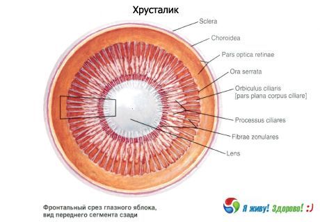 Кришталик. Будова кришталика.