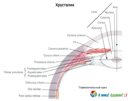 Кришталик.  будова кришталика