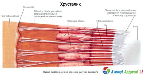Кришталик. Будова кришталика.