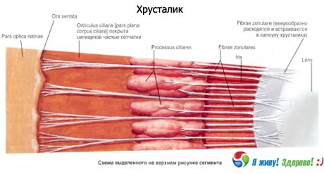 Кришталик.  будова кришталика