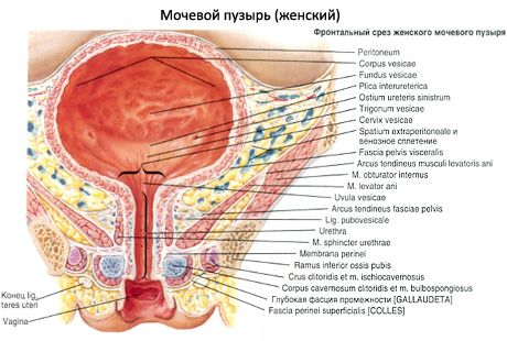 Сечовий міхур (vesica urinaria)