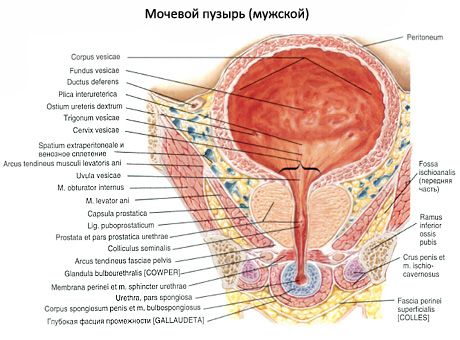 Сечовий міхур (vesica urinaria)