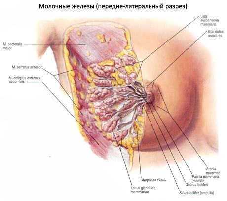 Молочна залоза (груди)