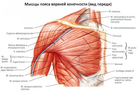 дельтоподібний м'яз