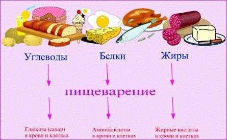 Три кити правильної їжі