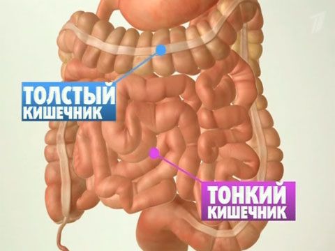 Людський кишечник