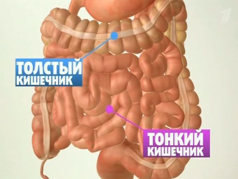 кишечник людини