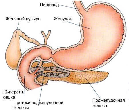Процес переробки та засвоєння їжі