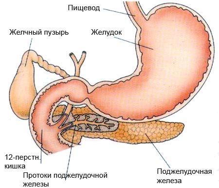 Процес переробки і засвоєння їжі