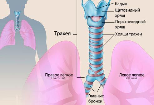Що таке трахеїт у дитини? Фото трахеї