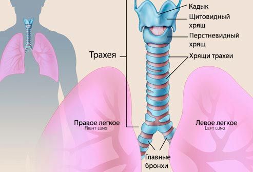 Що таке трахеїт у дитини? Фото трахеї 