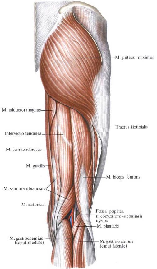 Сідничні м'язи (Gluteus Maximus)