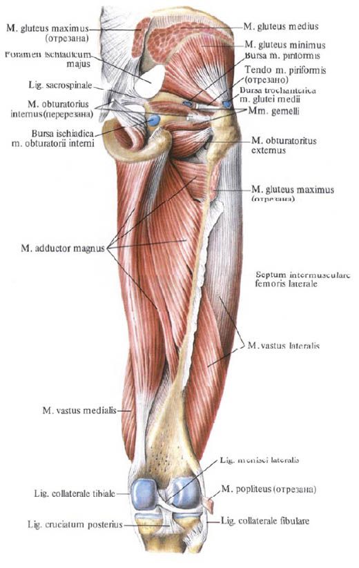 Сідничні м'язи (gluteus minimus)